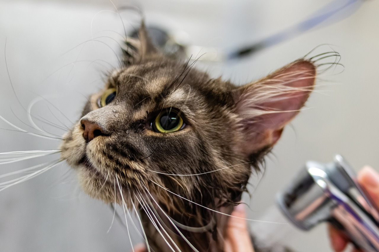 Tips for Managing Grooming for Rescue Animals